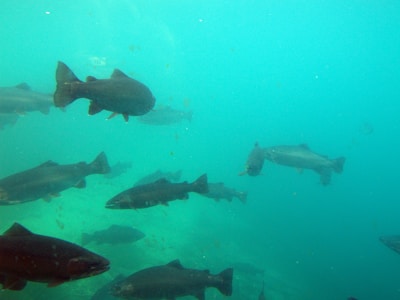 A school of fish swimming underwater with a clear view of multiple fish scattered in a calm and expansive aquatic environment. The water has a greenish-blue tint, creating a serene underwater scene.