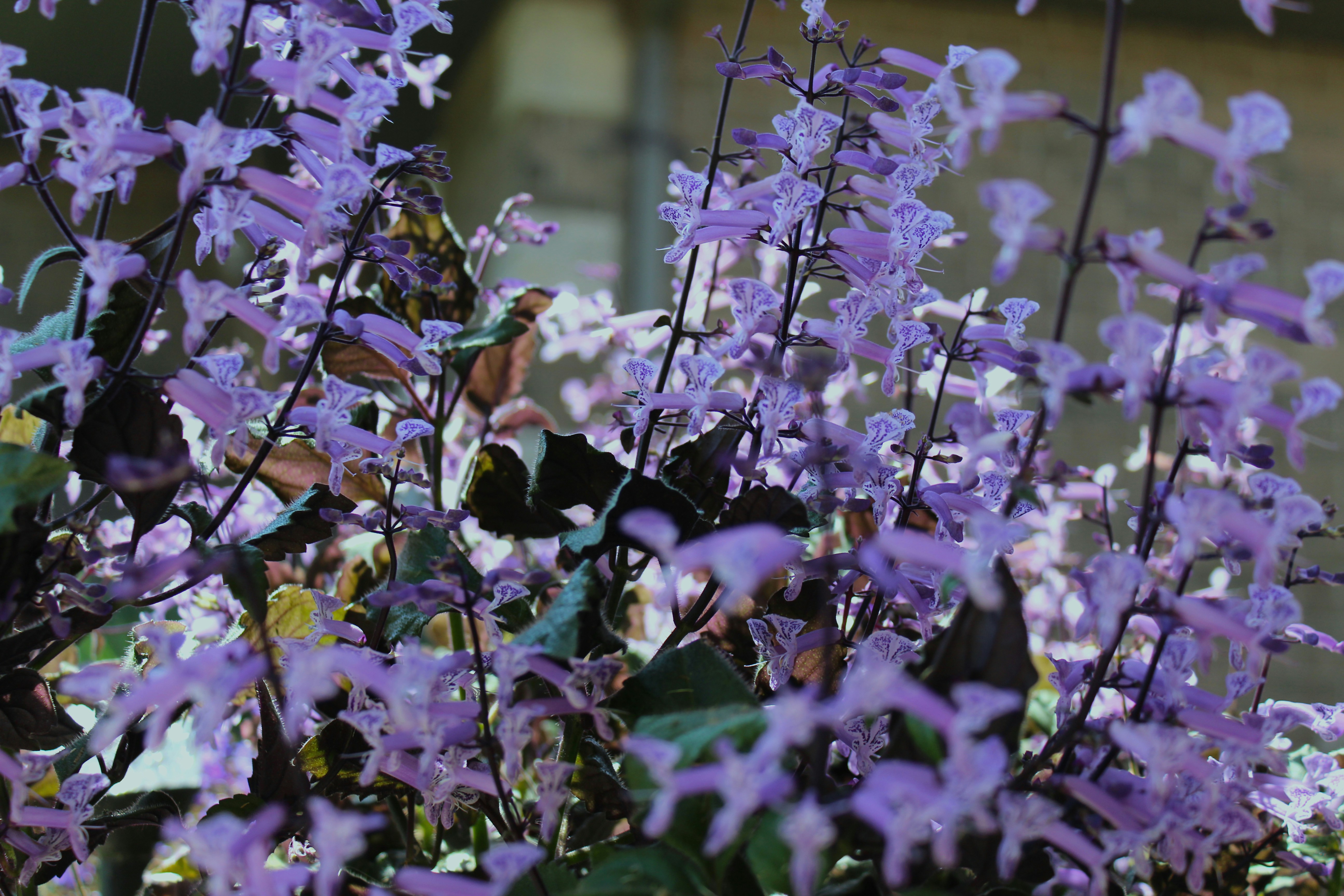 Flowers and Nature | 10 best free flower, outdoor, garden and