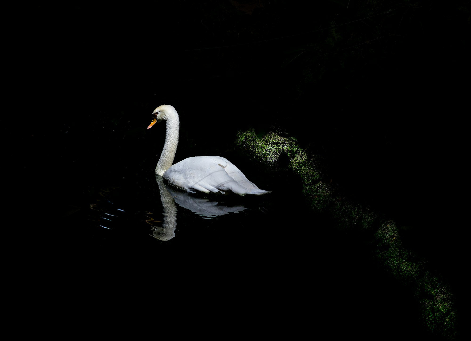 Clockwork Swan