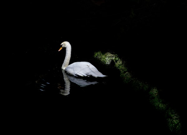 Clockwork Swan