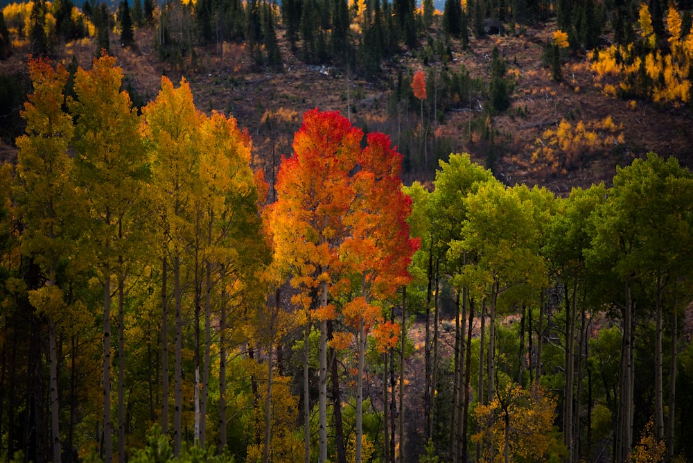 landscape photography of green and red trees