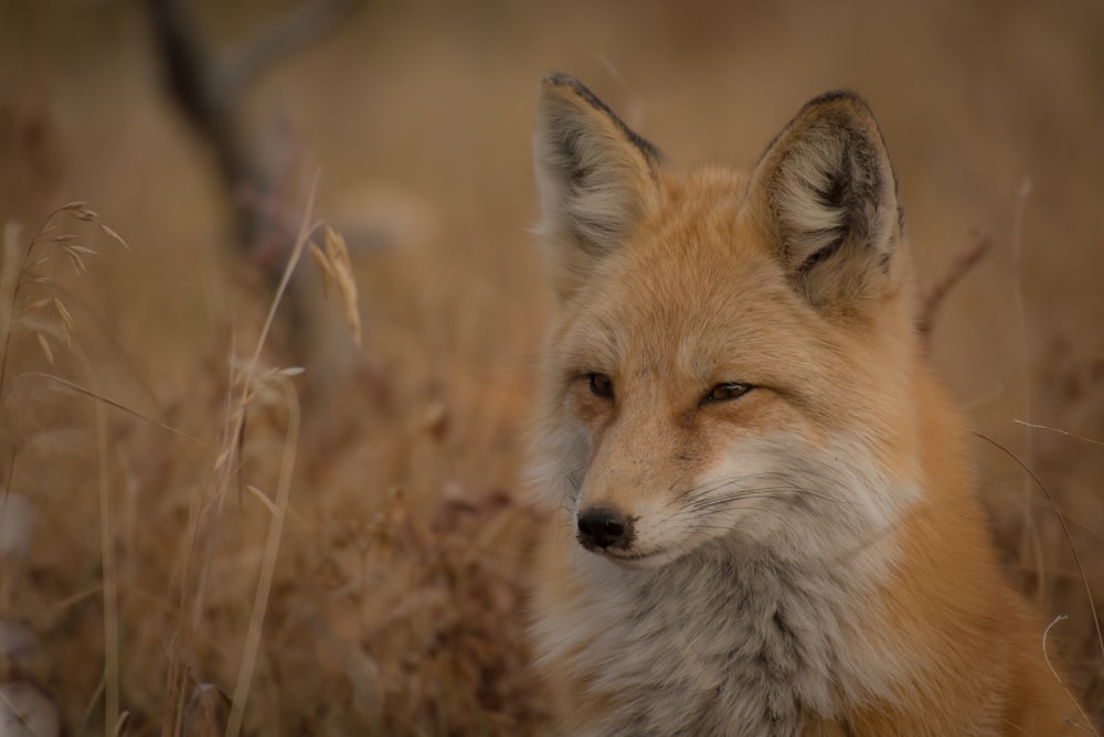 orange fox on grass field