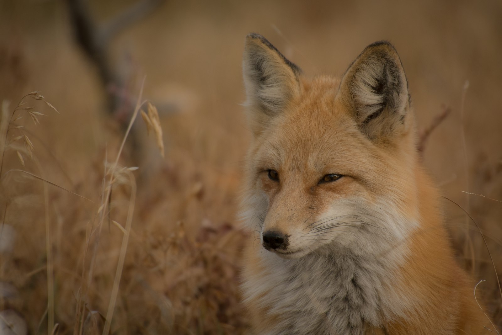 Nikon D750 sample photo. Orange fox on grass photography