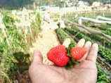 A hand holds three ripe, red strawberries with fresh green leaves in a field. The background shows rows of growing plants and a blurred view of the farm environment.