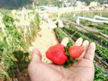 Close-up of ripe strawberries being carefully harvested in a sunlit field