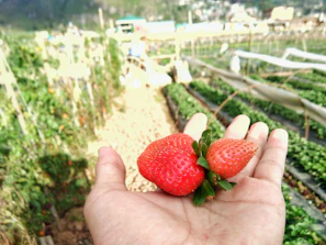 Close-up of ripe strawberries being carefully harvested in a sunlit field