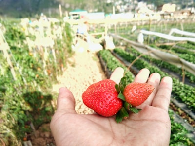 A hand holds three ripe, red strawberries with fresh green leaves in a field. The background shows rows of growing plants and a blurred view of the farm environment.