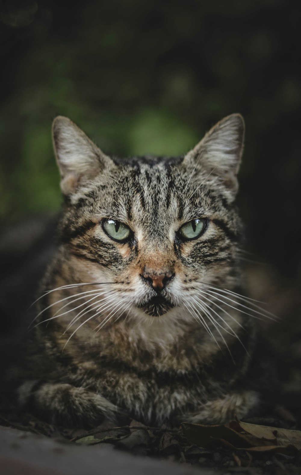 photo of brown tabby cat  photo Free Cat  Image on Unsplash