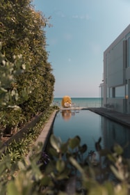 An elegant outdoor space featuring a modern pool and vibrant plants.