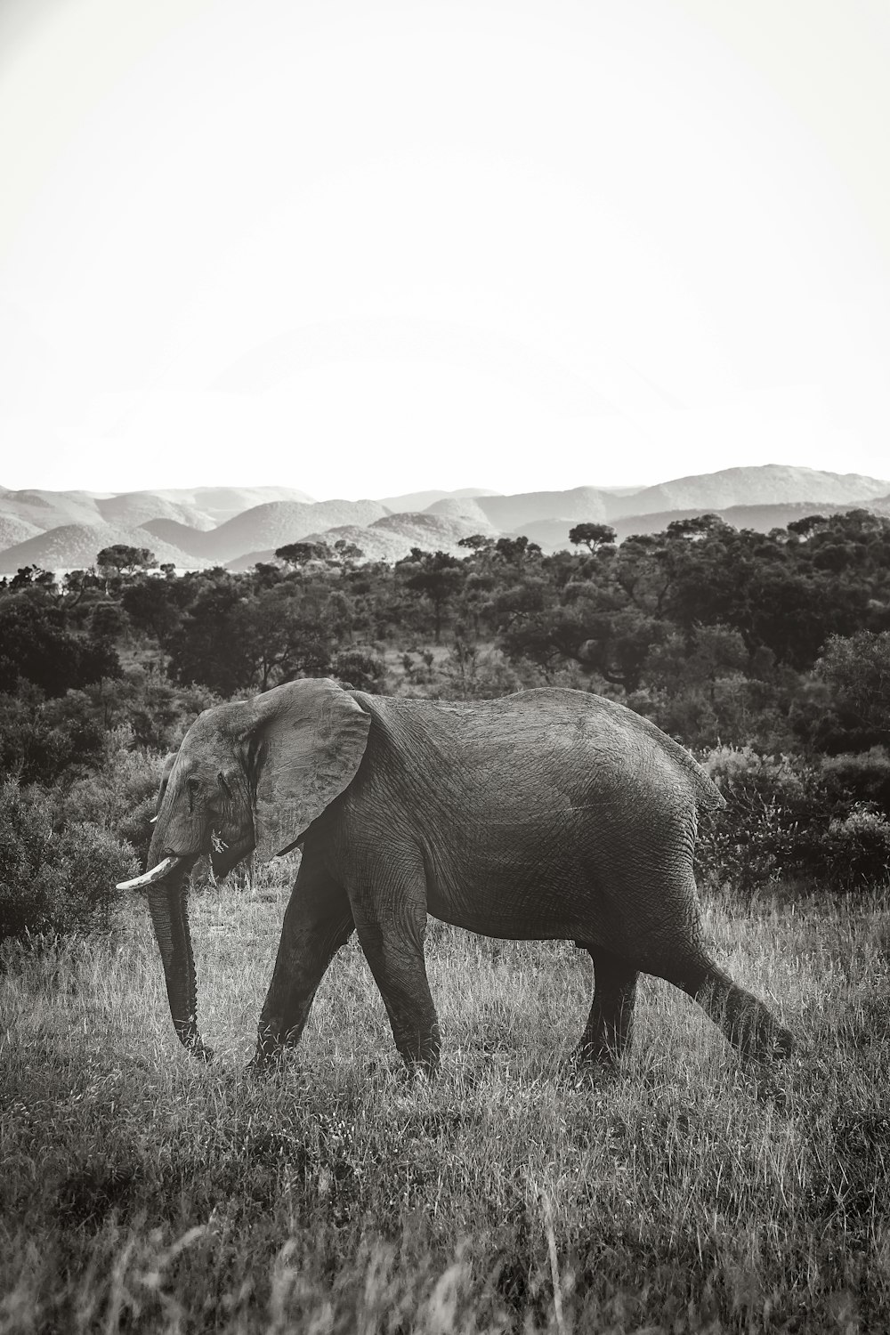 Photo en niveaux de gris d’un éléphant gris près des arbres