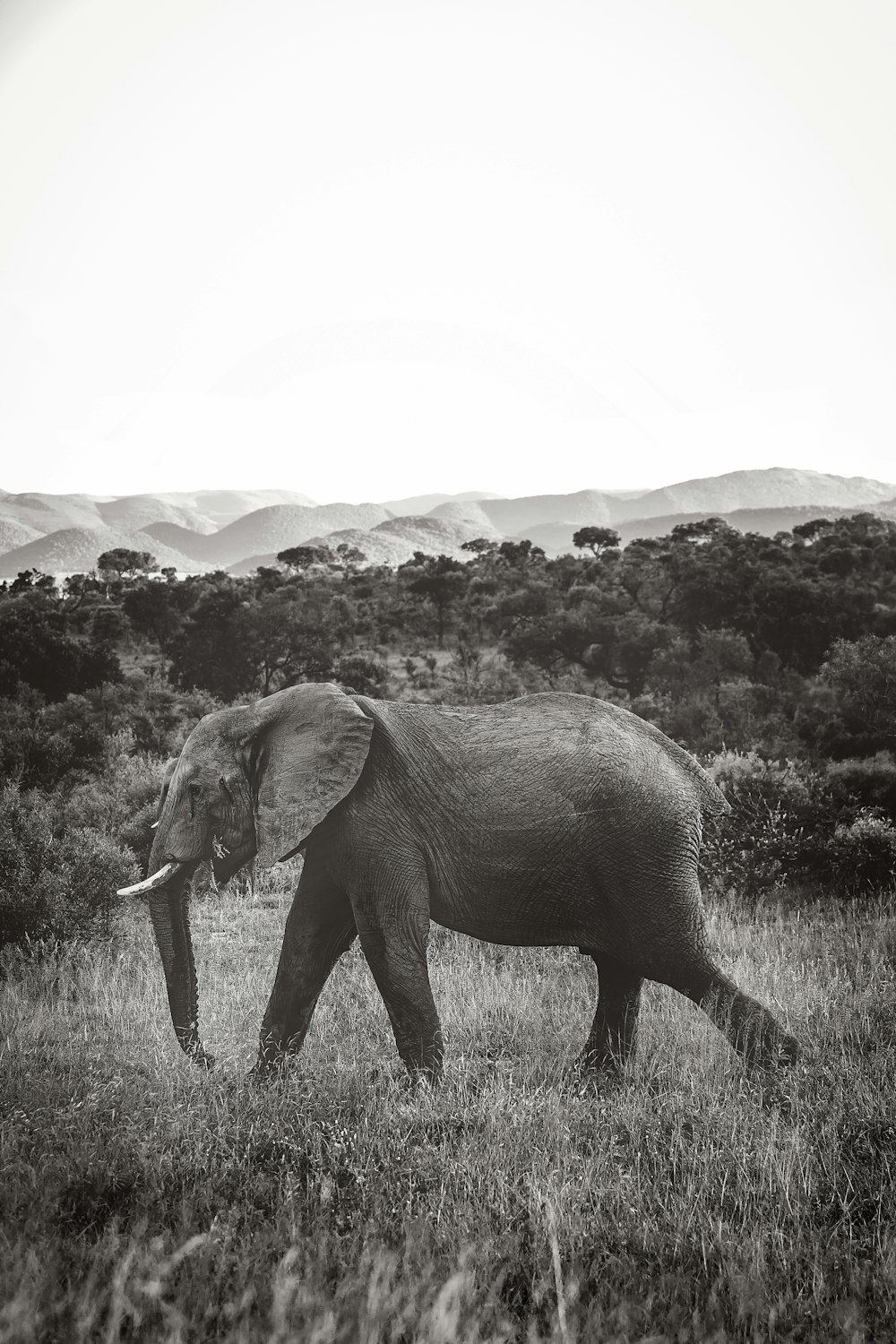 grayscale photo of gray elephant near trees