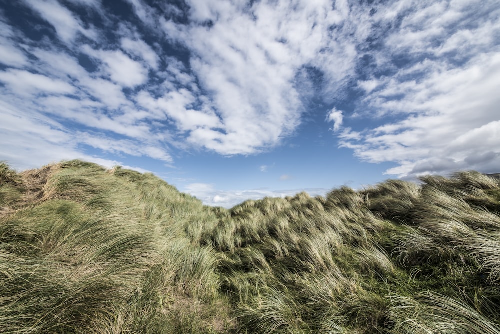 field of green grass