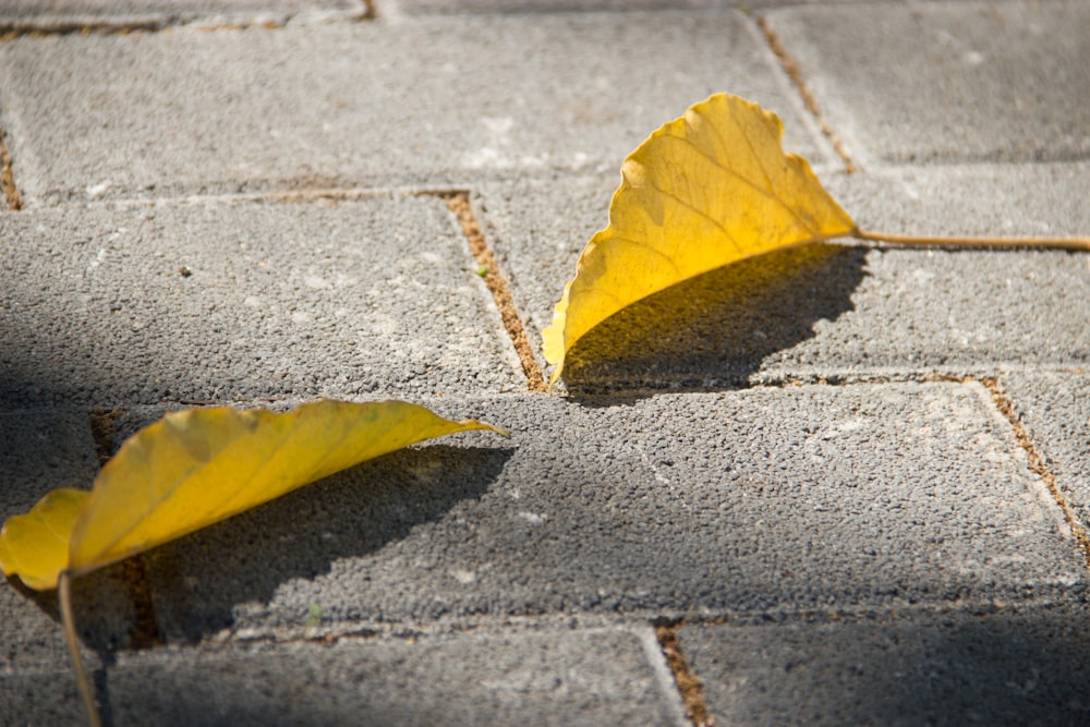 folhas amarelas amarelas do pavimento cinzento