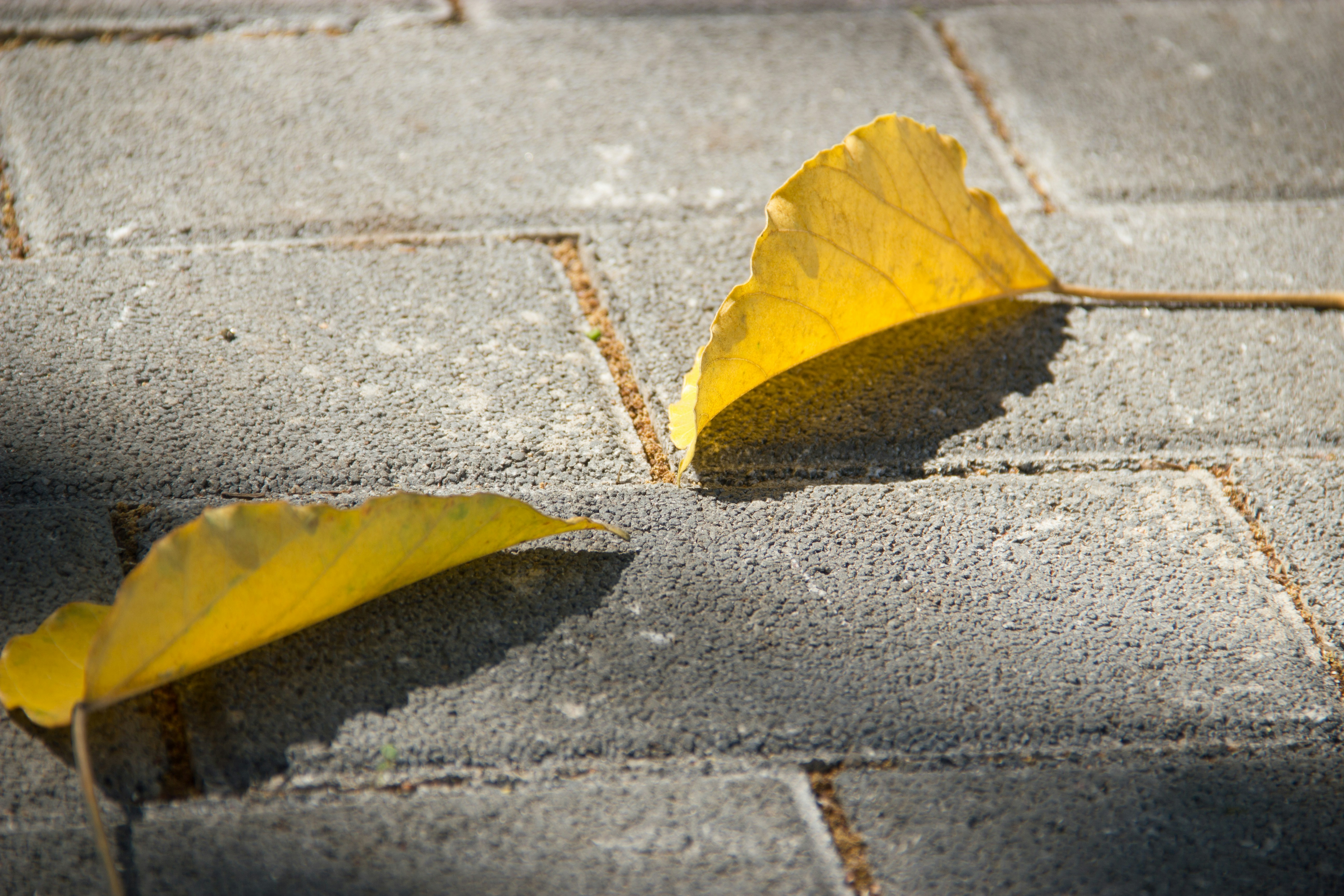 yellow yellow leaves of grey pavement