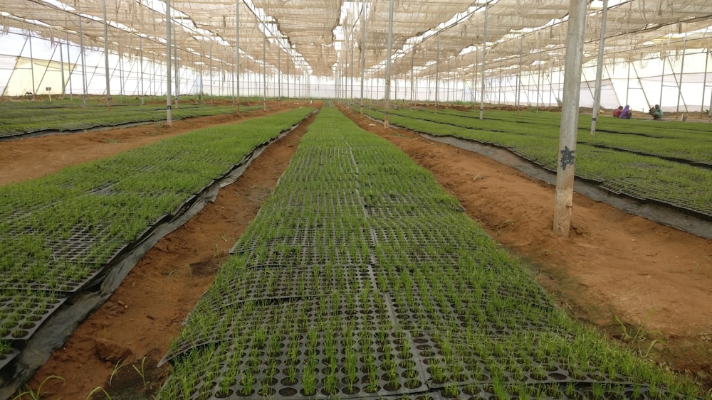 green house interior