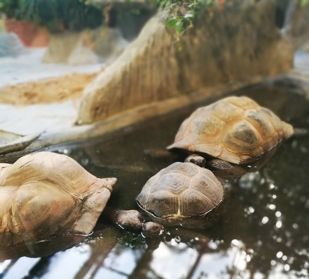three brown turtles