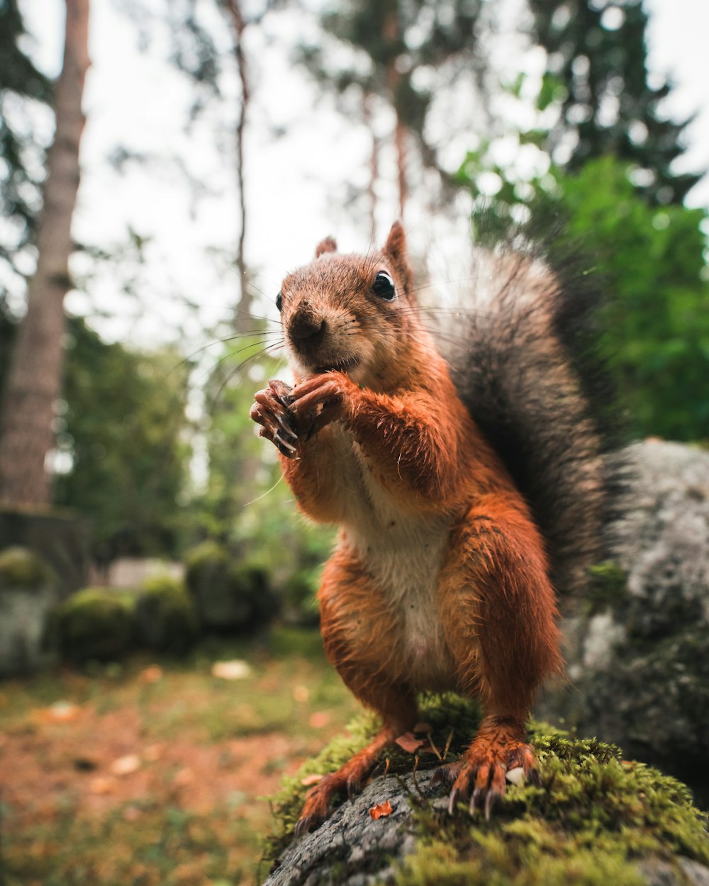 茶色のリスの野生動物の写真