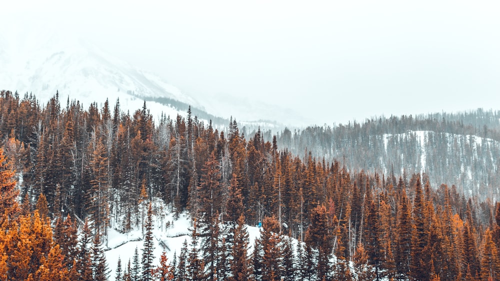 photographie de paysage de montagne enneigée et d’arbres