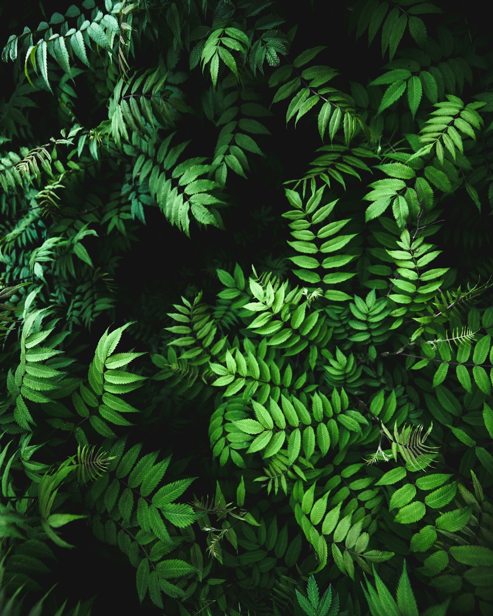 foto ravvicinata della pianta di felce verde