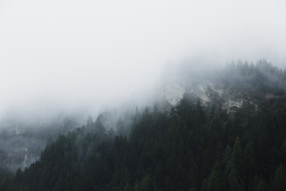 fotografia di paesaggio della foresta con nebbia