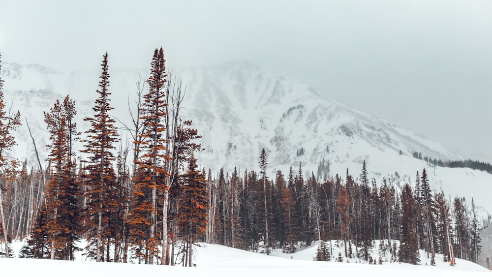눈 덮인 산 앞 갈색 나무의 풍경 사진