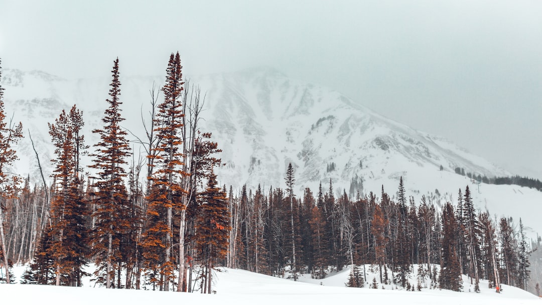 travelers stories about Spruce-fir forest in Big Sky Resort Road, United States