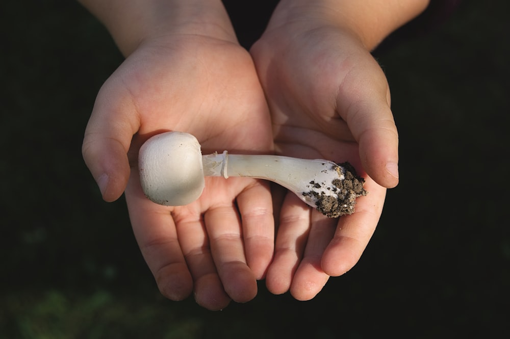 person holding mushroom