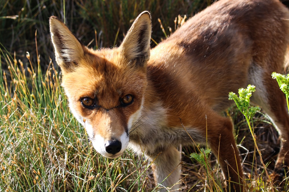 closeup photo of brown fox