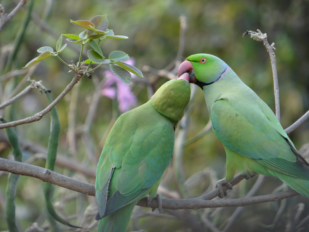 shallow focus photography of rose-ringed parakeets