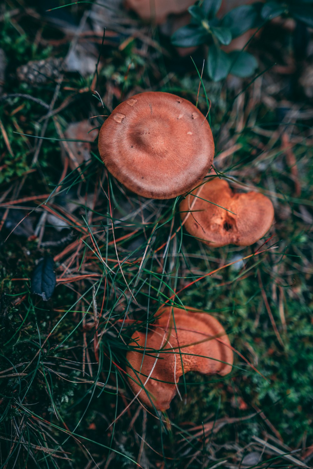 closeup photo of brown mushrooms