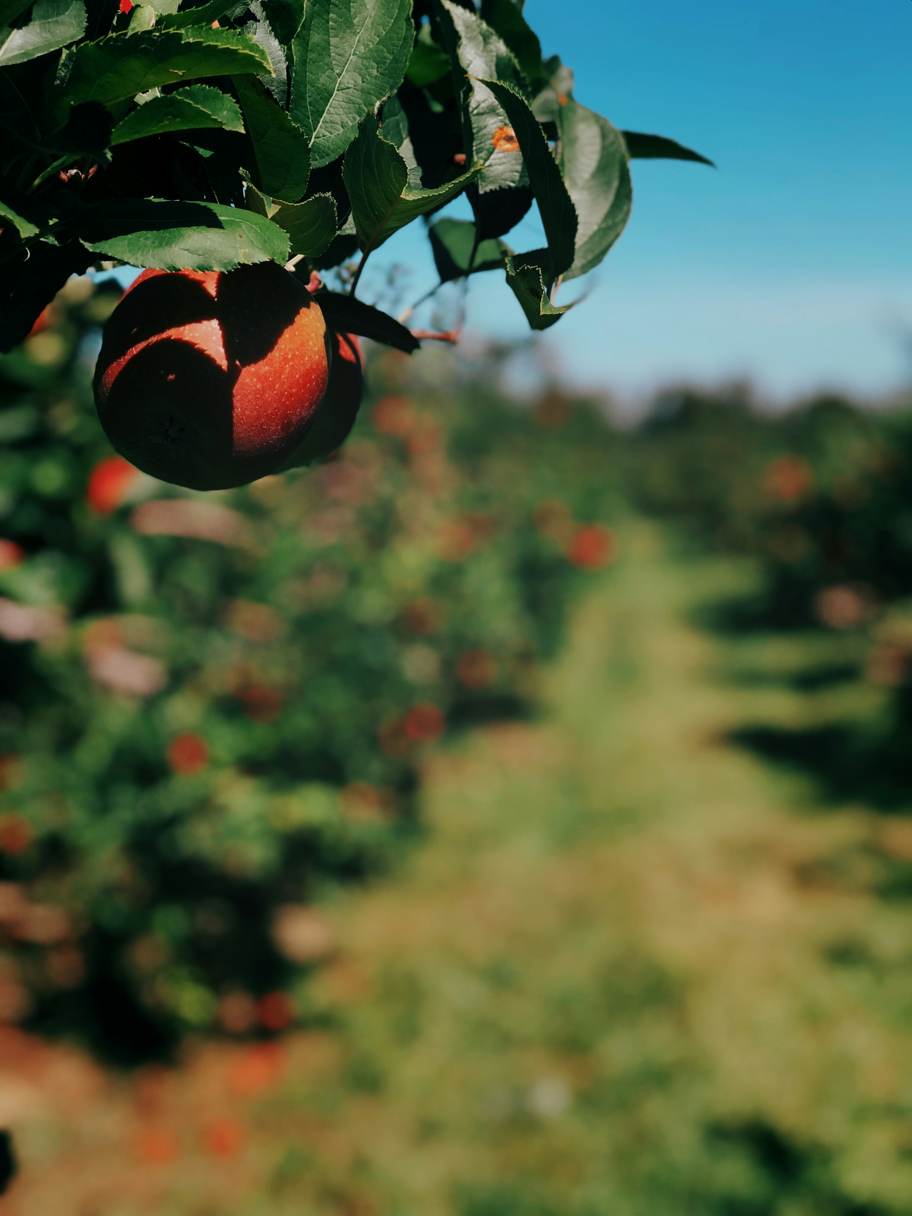 Pommes bio fraîches