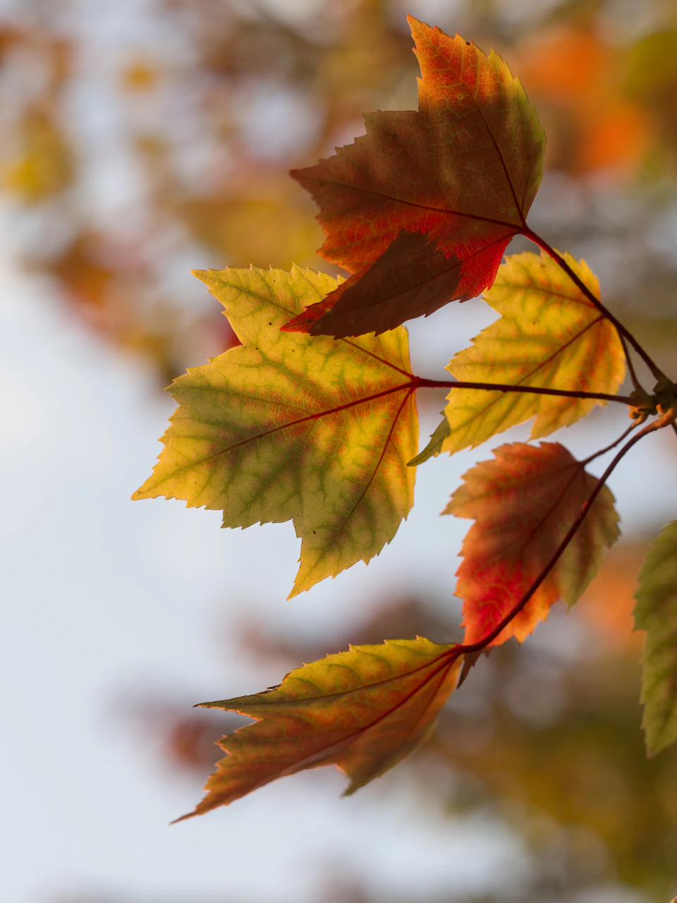 Four vibrant autumn leaves display unique colors and patterns against a clear blue sky
