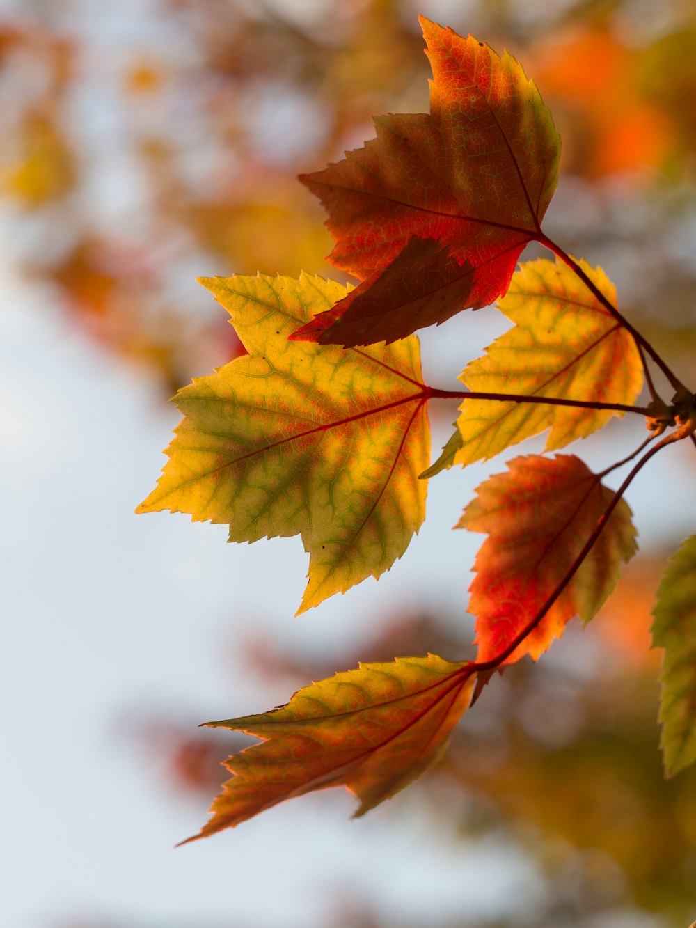 selective focus photography of orange leaves