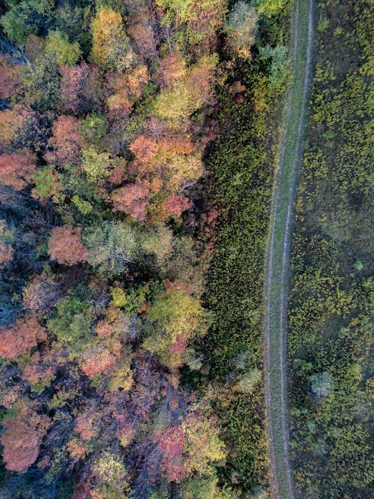 aerial photography pf pathway near forest in Clio United States