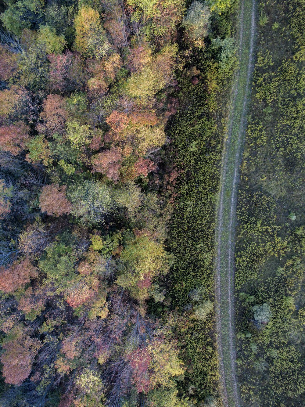 aerial photography pf pathway near forest