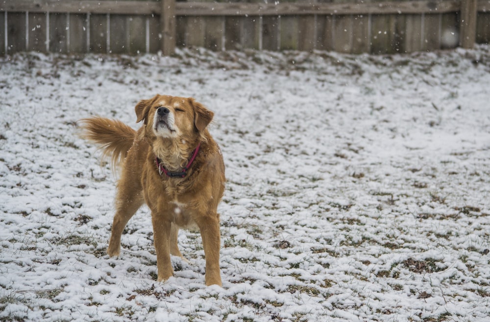 shallow focus photography of dog standing near wooden fence