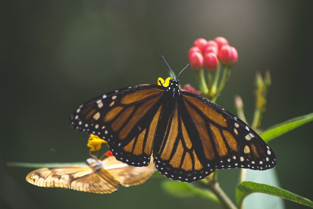 brown and black butterfly perched on flower