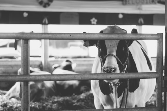 A black and white photo of a cow standing behind a metal gate inside a barn or stable. The cow is prominently featured in the foreground, with its face peeking through the bars. Other cows are lying down in the background, adding depth to the environment.