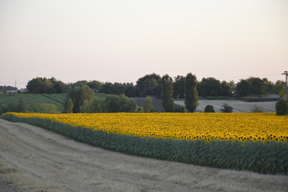 landscape photography of yellow and green shower field