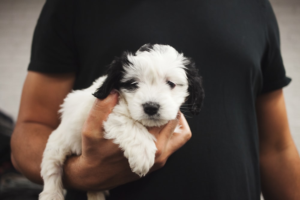 person carrying white and black puppy