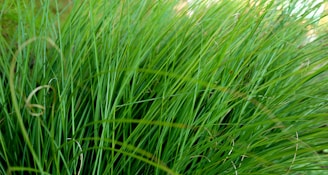 Close-up of green grass blades growing uniformly after hydroseeding.