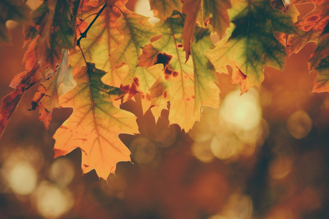 tilt shift photography of maple leaves, Fall Color shines in the afternoon sun.