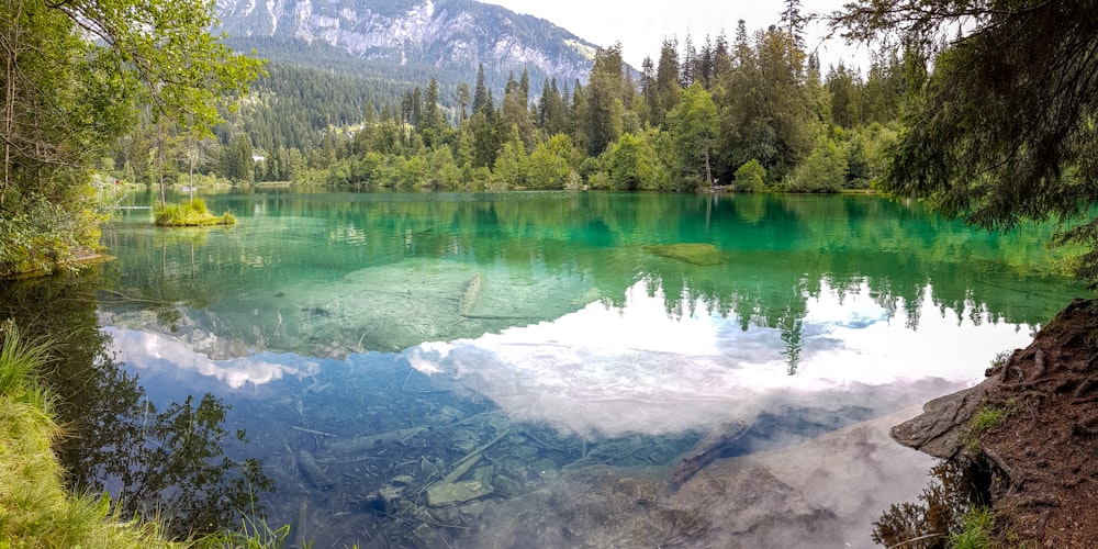 body of water near green leafed trees