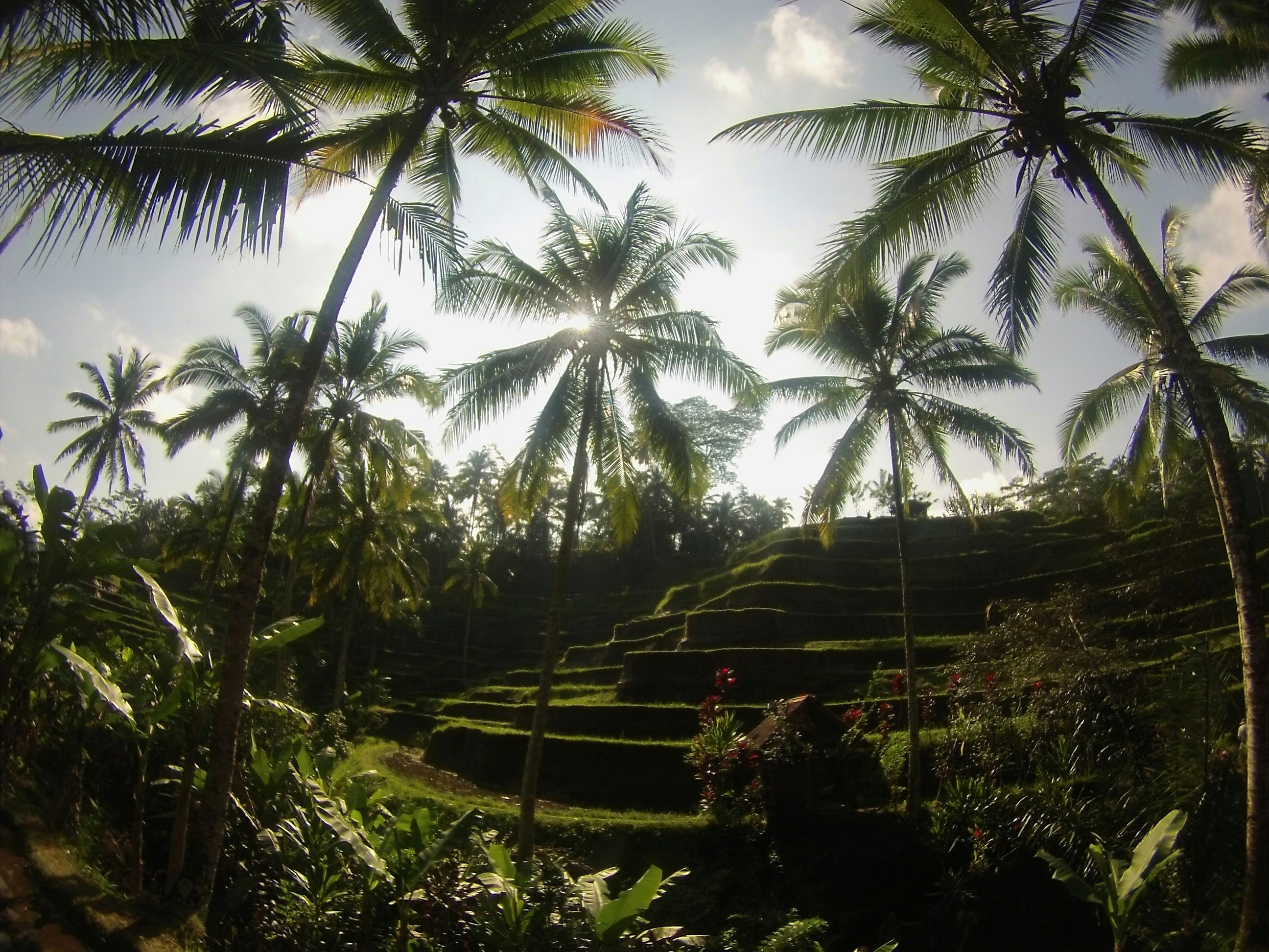 Lush Bali rice terraces in bright afternoon light, vivid green landscape, airy blue sky