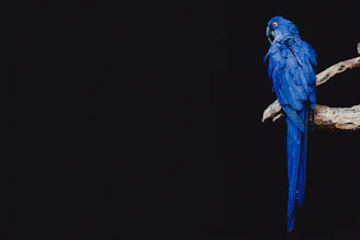 blue parrot standing on brown tree branch