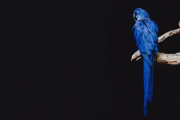 Indian Peacock display