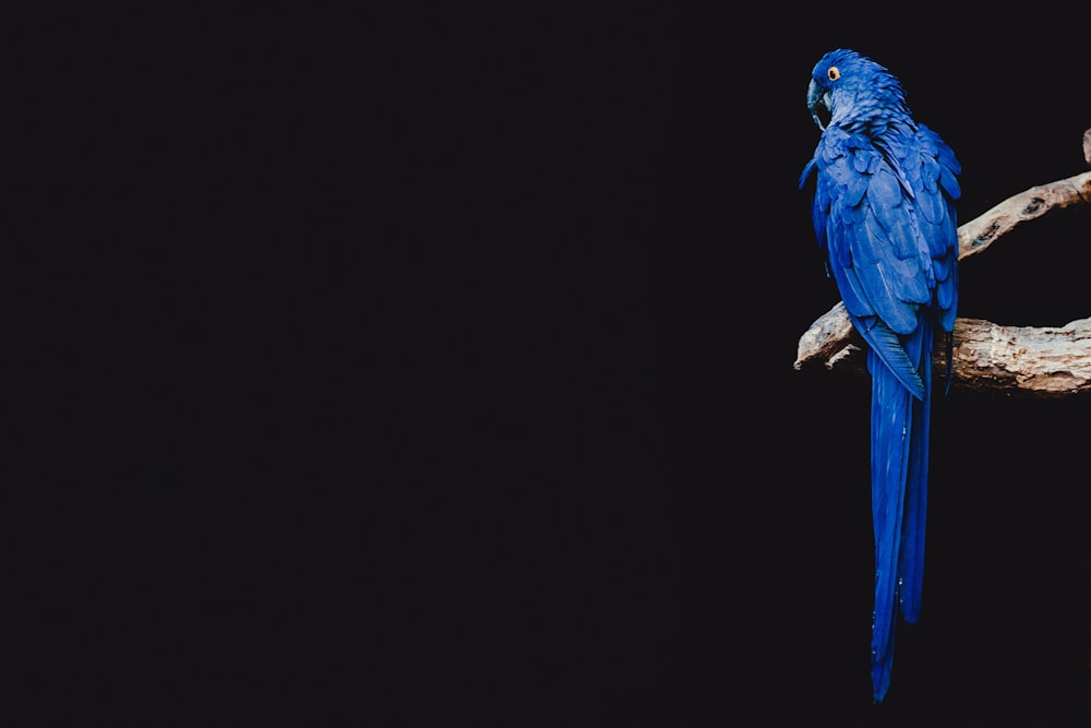 Papagaio azul em pé no galho marrom da árvore