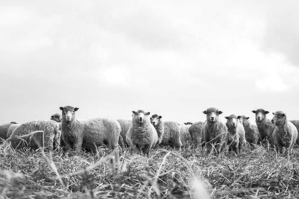 grayscale photography lamb