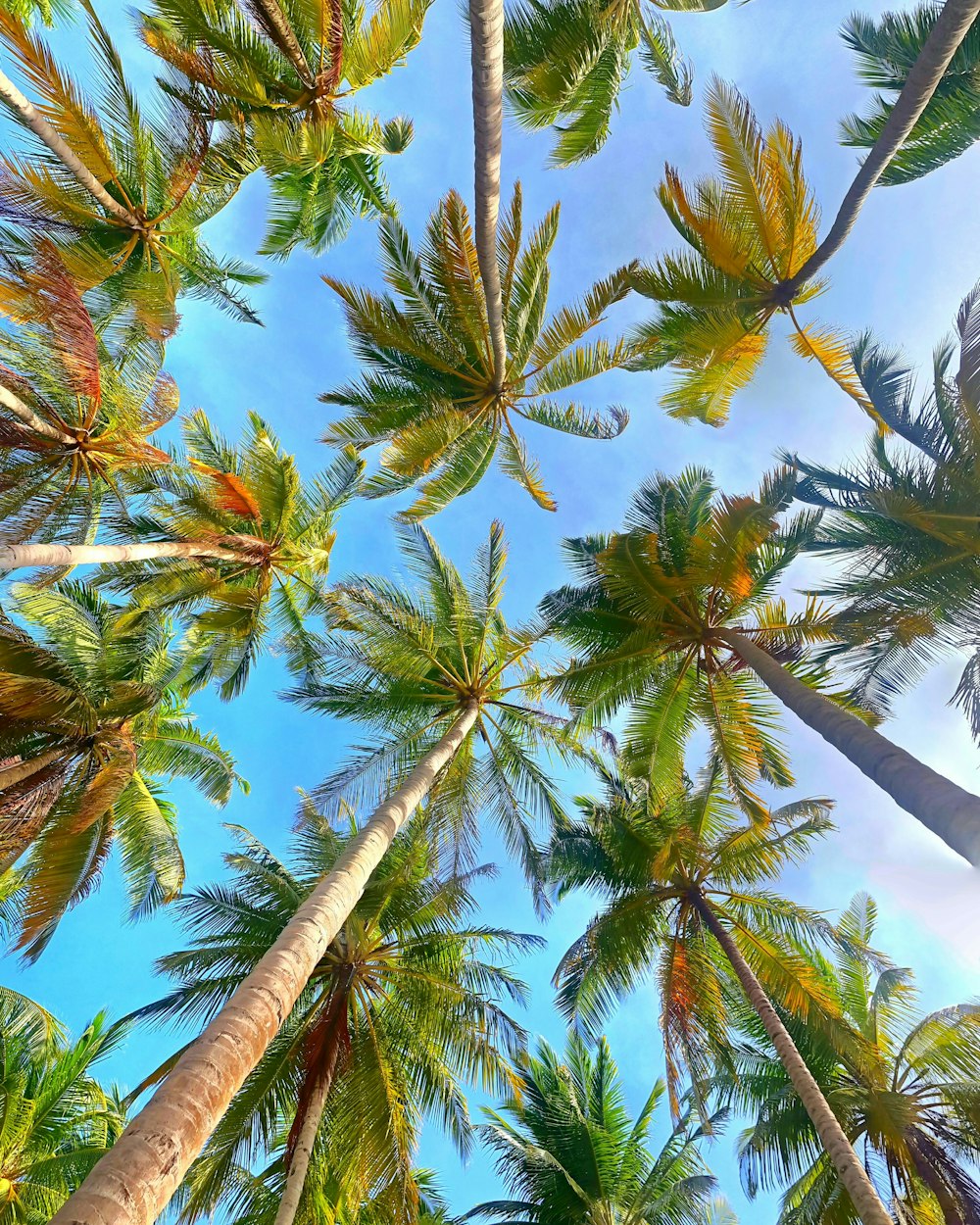 Niedriger Winkel von Kokospalmen unter blauem Himmel