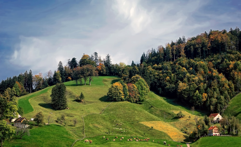Fotografía de paisaje de casas cerca de la colina con árboles